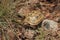 Brown tortoise in natural environment, Turkey