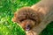 A brown toy poodle close up