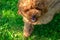 A brown toy poodle close up