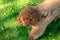 A brown toy poodle close up