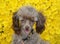 Brown Toy Poodle with Yellow Flowers