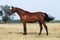 Brown trakehner horse