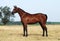 Brown trakehner horse