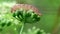 Brown translucent caterpillar on green grass