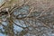 Brown tree branches submerging in water showing mirror reflection at Swamp flooded forest