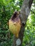 A brown tree and fruit, one seed has been bitten by a mouse