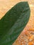 Brown tree leaves, corn seed background