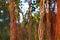 Brown tree vines in the rainforest