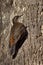 Brown Treecreeper - Climacteris picumnus small bird, largest Australasian treecreeper