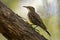 Brown Treecreeper - Climacteris picumnus small bird, largest Australasian treecreeper