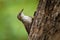 Brown Treecreeper - Climacteris picumnus small bird, largest Australasian treecreeper, endemic to eastern Australia, Cape York, Qu