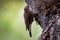 Brown Treecreeper - Climacteris picumnus small bird, largest Australasian treecreeper, endemic to eastern Australia, Cape York, Qu