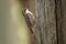 Brown Treecreeper - Climacteris picumnus small bird, largest Australasian treecreeper, endemic to eastern Australia, Cape York, Qu