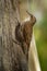 Brown Treecreeper - Climacteris picumnus small bird, largest Australasian treecreeper, endemic to eastern Australia, Cape York, Qu