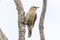 Brown Treecreeper in South Australia