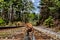 Brown triceratops dinosaur walking on railroad tracks