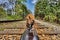 Brown triceratops dinosaur walking on railroad tracks