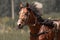 Brown trotter horse close up in motion