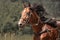 Brown trotter horse close up in motion