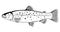 Brown trout fish black and white illustration