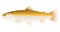 Brown trout fish illustration