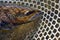 Brown Trout resting in net with a small purple fly in the corner of its mouth