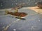 Brown trout Salmo trutta European species of salmonid fish being measured