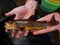 Brown trout Salmo trutta European species of salmonid fish being measured