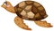 Brown turtle in cartoon character