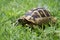 Brown turtle creeps on green grass summer