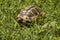 Brown turtle creeps on green grass sunny summer
