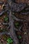 brown twisty tangled roots of tree in forest in damp ground with yellow dry autumn leaves and grass