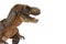 Brown tyrannosaurus rex t-rex, coelurosaurian theropod dinosaur didactic figure with open mouth showing