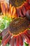 brown unique sunflowers on a table in the garden, vegetables harvest in the sun.