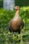 Brown upland goose walking on green grass