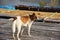 Brown vagrant dog is standing on a floating house