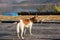 Brown vagrant dog is standing on a floating house