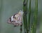 Brown-veined butterfly sitting on horse tail reed