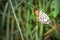 Brown-veined white butterfly Belenois aurota sitting resting on wild flowers, Ishasha, Uganda