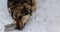 A brown village dog lies in the snow in frosty weather. Portrait of a sad dog lying in the snow. The concept of animals on a leash