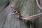 A brown vine snake ready to bite