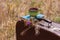 Brown vintage suitcase with book, wild purple flowers and cup of tea on grass background. Atmospheric retro still life