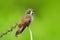 Brown Violet-ear, Colibri delphinae, hummingbird bird flying next to beautiful pink flower, nice flowered orange green background,