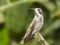 Brown Violetear Hummingbird