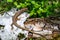 Brown Viviparous lizard Zootoca vivipara climbed on a white tree bark, camouflaged near the tree`s brown root and green leaves.