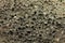 Brown volcanic pumice background