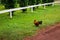 Brown walking on lawn of coffee farm on Oahu island