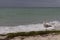 Brown walking seagull against storm on sea. Wild birds concept. Seagull on sand beach in hurricane day.