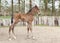 Brown Warmblood foals