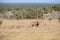 A brown warthog family on a meadow in Addo Elephant Park in Colchester, South Africa